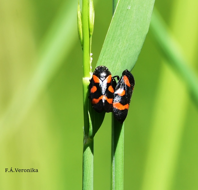 Cercopis