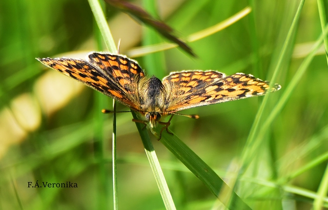 Melitaea trivia - kis tarkalepke
