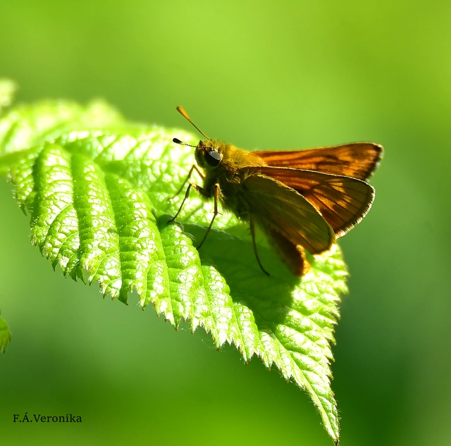 Ochlodes sylvanus - erdei busalepke