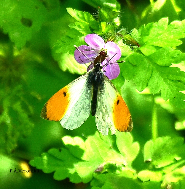 Anthocharis cardamines - hajnalpírlepke