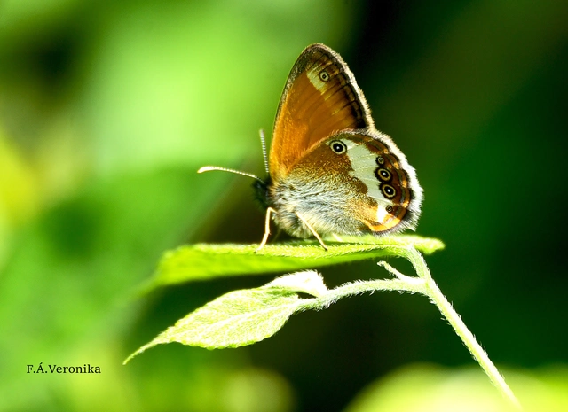Coenonympha arcania - fehéröves szénalepke