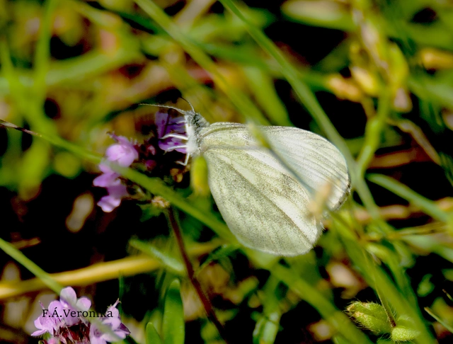 Leptidea sinapis - mustárlepke