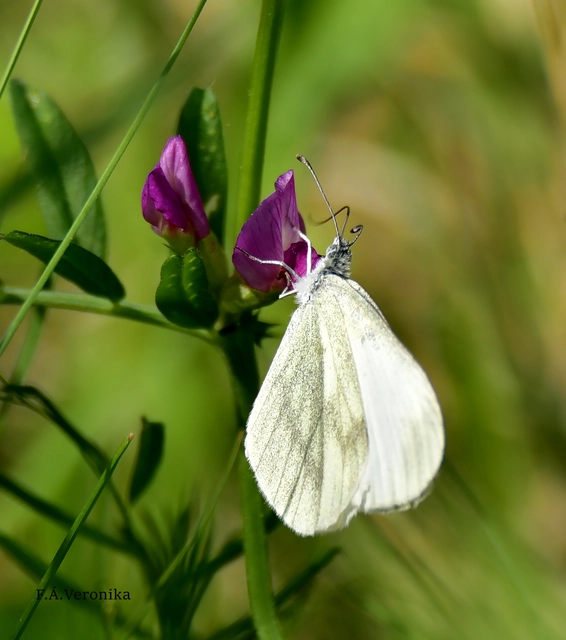 Leptidea sinapis - mustárlepke