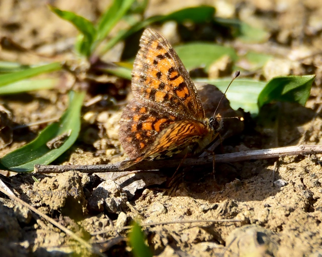 Melitaea trivia - kis tarkalepke