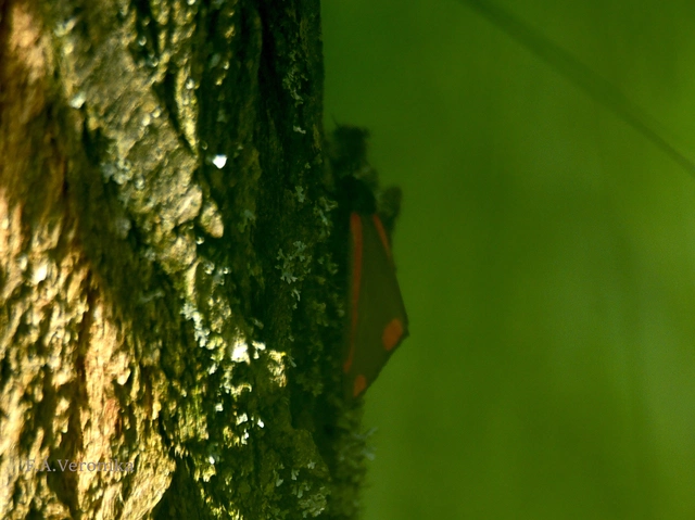 Tyria jacobaeae - jakabfű-medvelepke