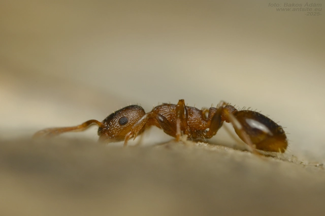 Temnothorax corticalis - ritka kéreghangya