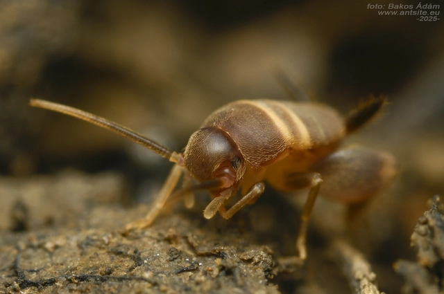 Myrmecophilus acervorum - közép-európai hangyásztücsök