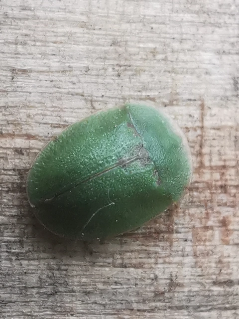Cassida rubiginosa - lapos pajzsbogár Cassida rubiginosa - lapos pajzsbogár