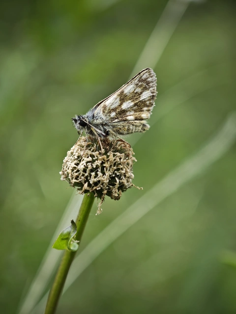 Spialia orbifer - törpe busalepke
