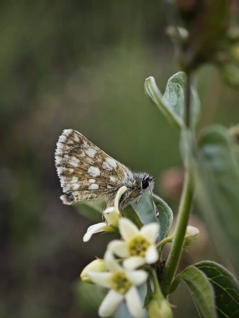 Spialia orbifer - törpe busalepke