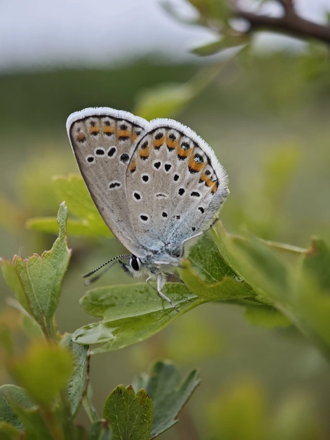 Plebejus argyrognomon - tintakék boglárka