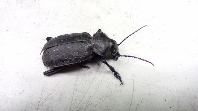 Calosoma maderae - aranypettyes bábrabló