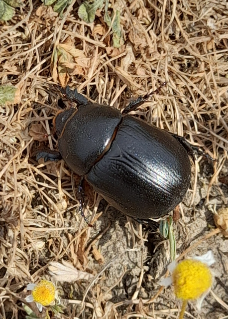 Pentodon idiota - butabogár