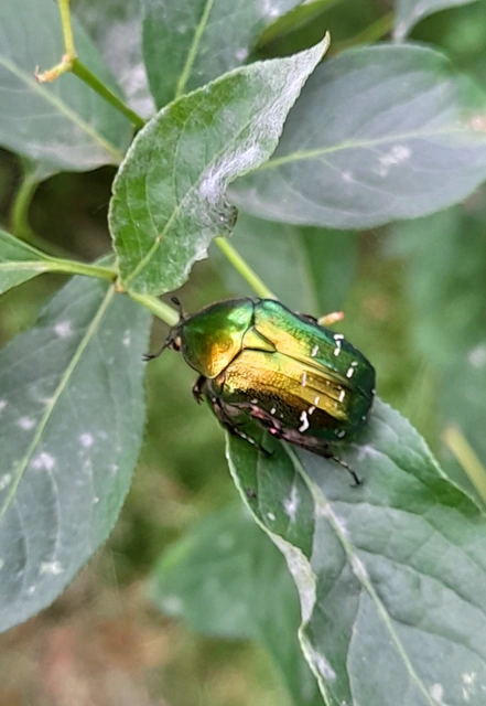 Cetonia aurata - aranyos virágbogár