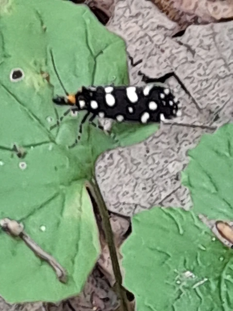 Euplocamus anthracinalis - fésűscsápú korhadékmoly