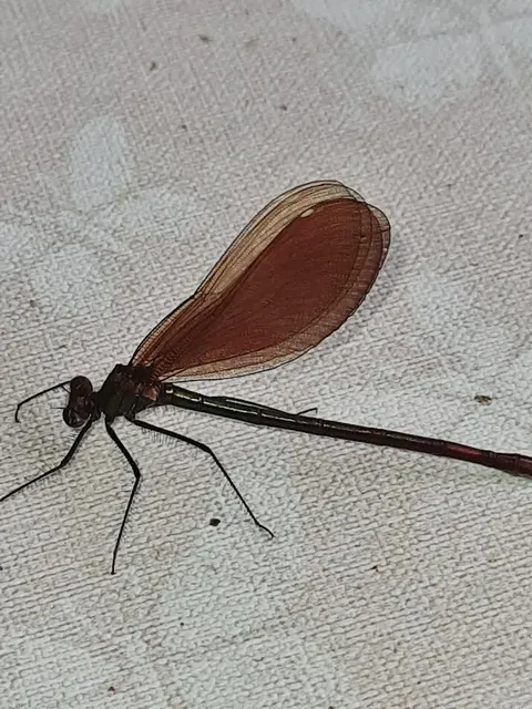 Calopteryx virgo - kisasszony-szitakötő