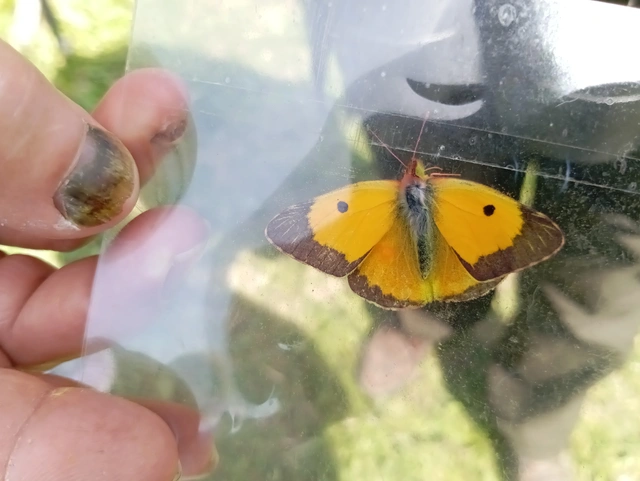 Colias croceus - sáfránylepke