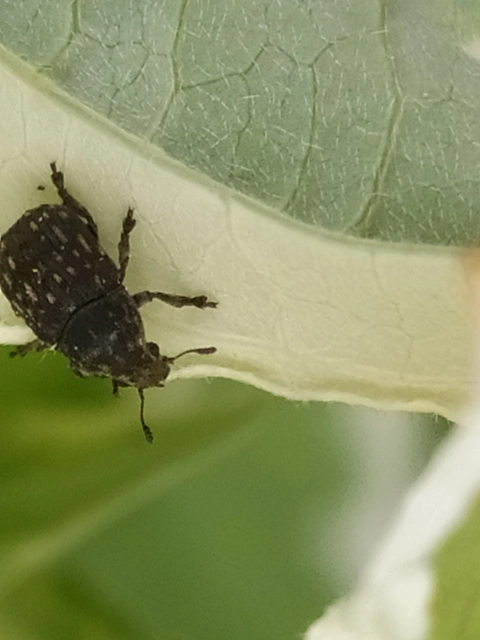Anthribus nebulosus - ködfoltos pajzstetvész-orrosbogár