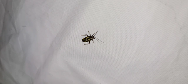 Grypocoris sexguttatus - hatpettyes díszpoloska Grypocoris sexguttatus - hatpettyes díszpoloska