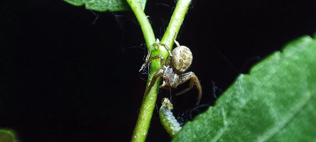 Xysticus