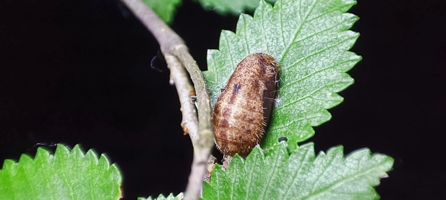 Satyrium w-album - szilfa-csücsköslepke