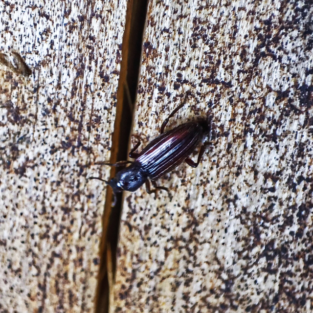 Bothrideres bipunctatus - szívnyakú humuszbogár
