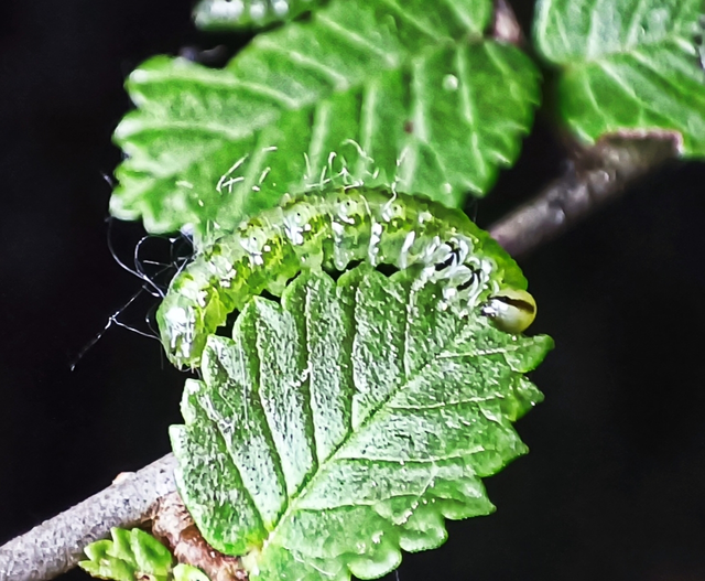 Hymenoptera - Hártyásszárnyúak