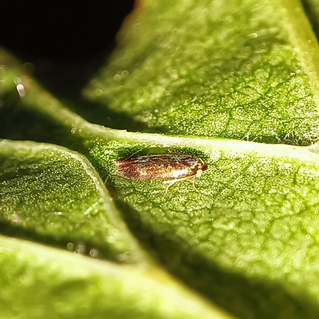 Nepticulidae - törpemolyfélék