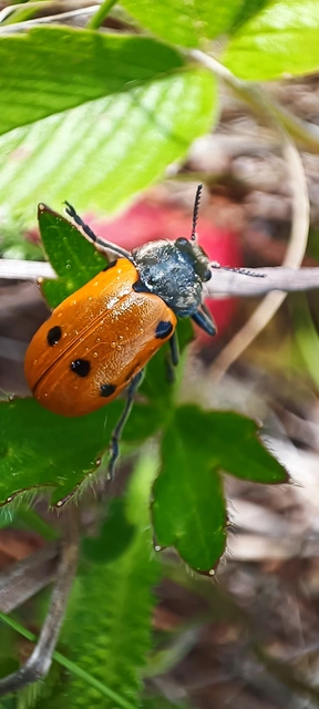 Lachnaia sexpunctata - szőrösnyakú zsákhordóbogár