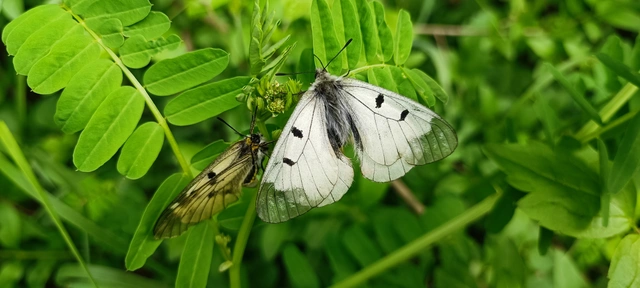 Parnassius mnemosyne - kis apollólepke