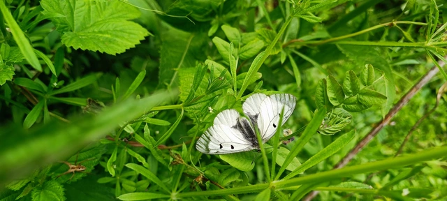 Parnassius mnemosyne - kis apollólepke