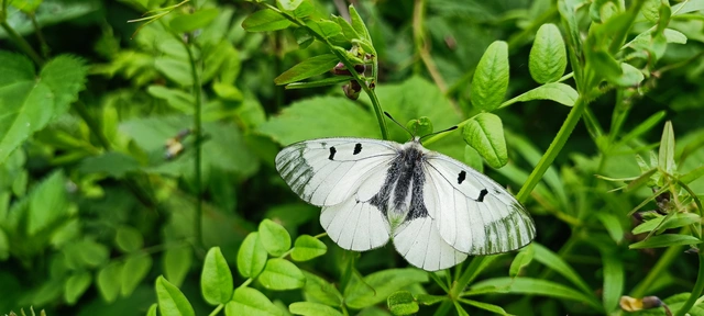 Parnassius mnemosyne - kis apollólepke
