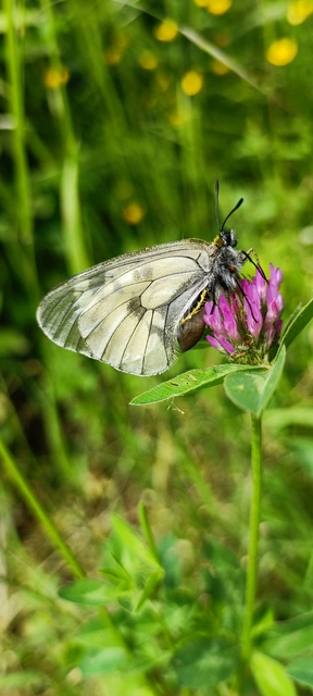 Parnassius mnemosyne - kis apollólepke