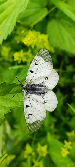Parnassius mnemosyne - kis apollólepke