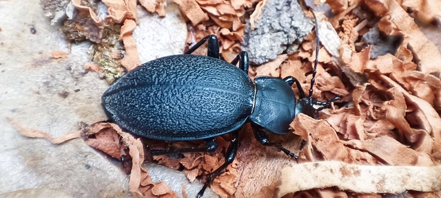 Carabus coriaceus - bőrfutrinka