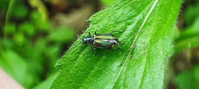 Malachius bipustulatus - kétfoltos bibircsesbogár