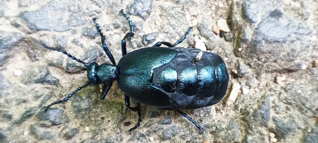 Meloe violaceus - kék nünüke