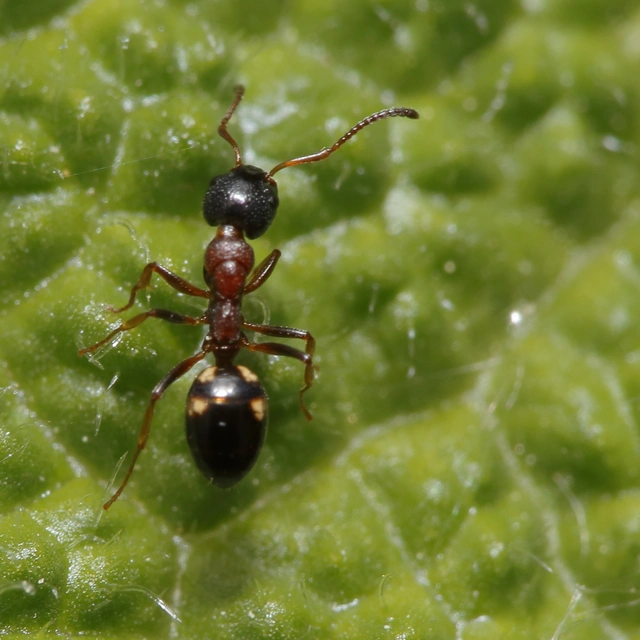 Dolichoderus quadripunctatus - négypettyes erdeihangya