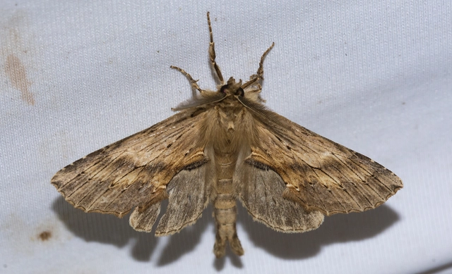 Pterostoma palpina - csőrös púposszövő