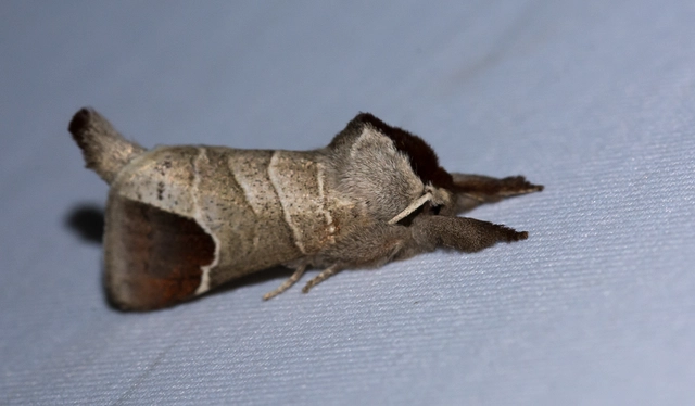 Clostera curtula - rövidszárnyú levélszövő Clostera curtula - rövidszárnyú levélszövő