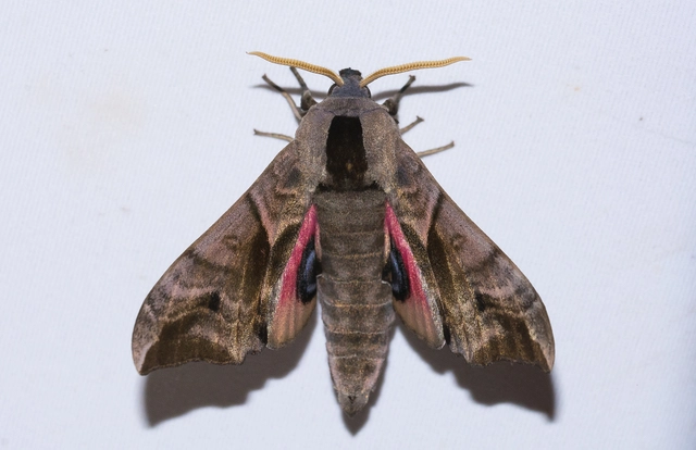 Smerinthus ocellatus - esti pávaszem