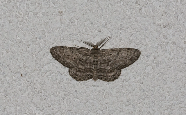 Hypomecis roboraria - nagy tölgyfaaraszoló