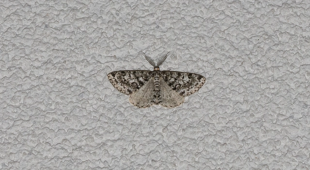 Fagivorina arenaria - bükkfaaraszoló