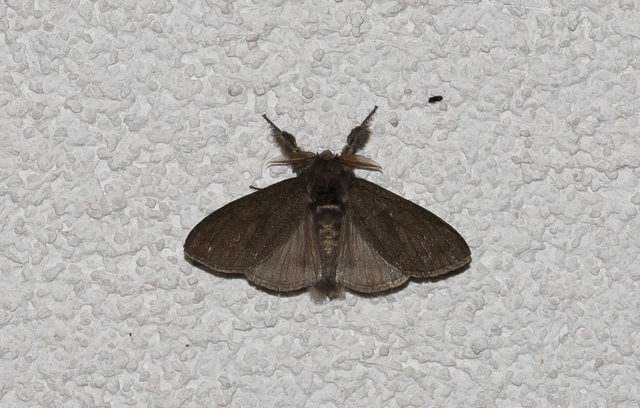 Calliteara pudibunda - hamvasszövő