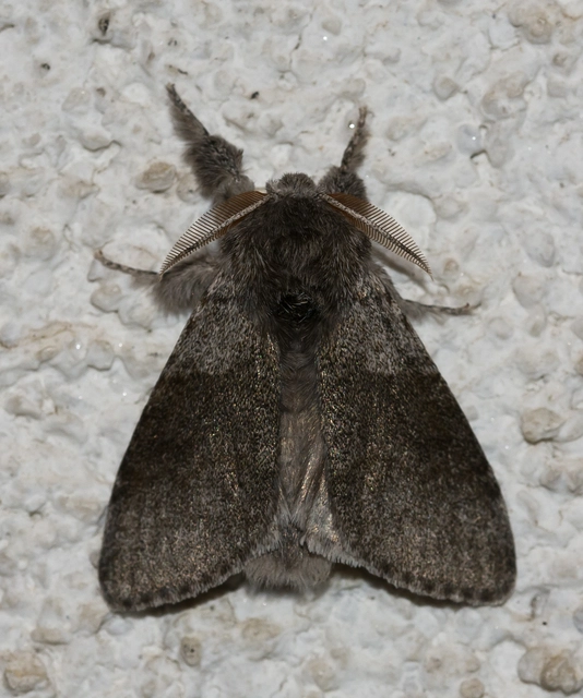 Calliteara pudibunda - hamvasszövő