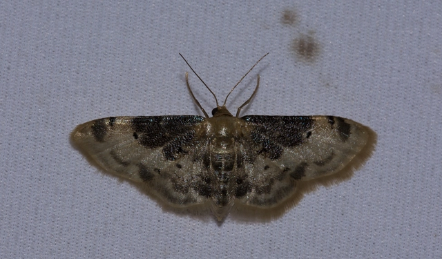 Idaea filicata - sötéttövű apróaraszoló