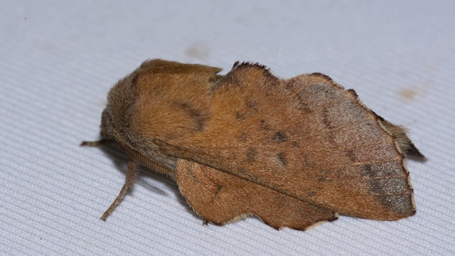 Phyllodesma tremulifolia - nyárlevélpohók