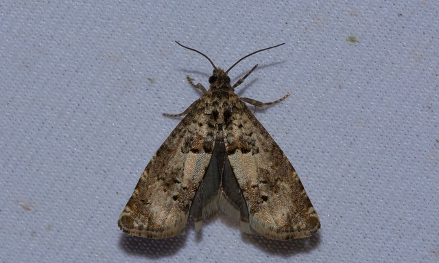 Epiblema scutulana - réti tükrösmoly