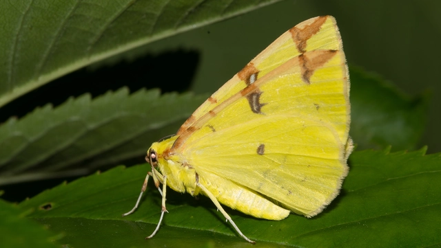 Opisthograptis luteolata - citromsárga araszoló