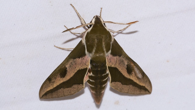 Hyles euphorbiae - kutyatejszender